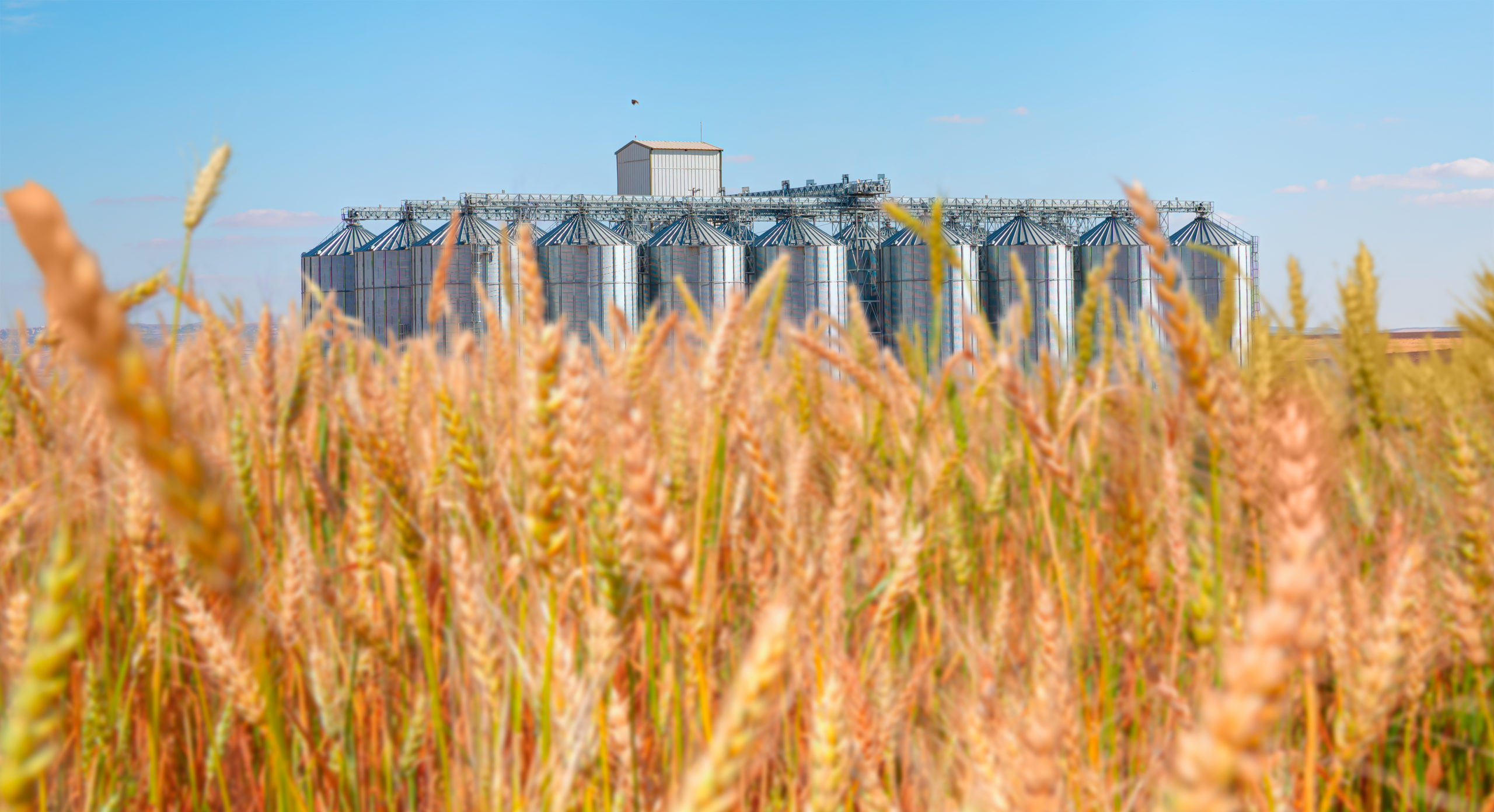 The Baltics Predicted the Suspension of the Ukraine Grain Deal — and Contributed to its Resumption